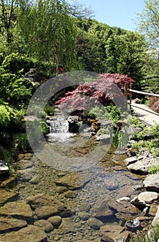 Beautiful water garden with a waterfall and waterside plants. photo