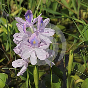 Beautiful water hyacinth growing at the shore of Lake Begnas