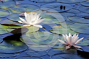 Water lilies pond