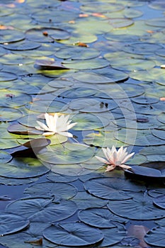 Water lilies pond