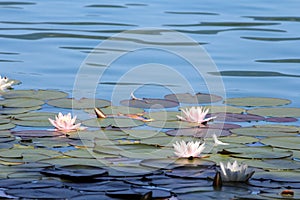 Water lilies pond as a wallpaper