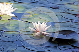 Water lilies pond as a wallpaper