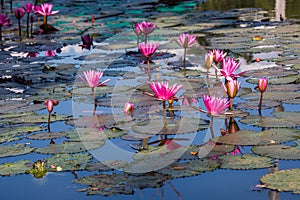 Water lilies on a pond