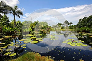 Beautiful water lilies at a public garden.