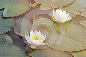 Beautiful water lilies of white color. Two flowers on the water surface. White Lily blooms on the pond
