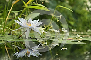 Mother Lilly