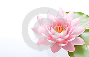 beautiful water lilly lotus flower on white wooden table