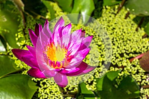 Beautiful water lily