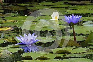 Beautiful water lily on a black and white background