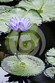 Beautiful water lily on a black and white background