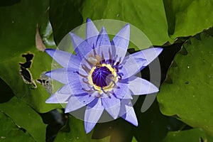 Beautiful water lily on a black and white background