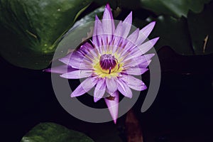 Beautiful water lily on a black and white background