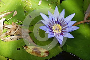 Beautiful water lily on a black and white background