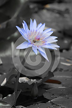 Beautiful water lily on a black and white background