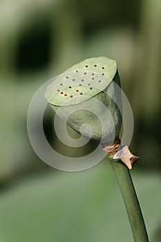 Beautiful water lily on a black and white background