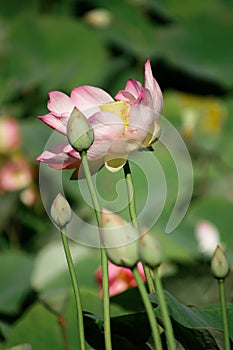 Beautiful water lily on a black and white background