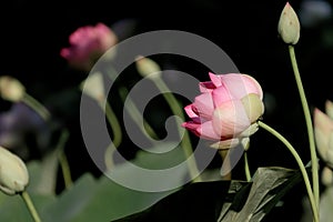 Beautiful water lily on a black and white background