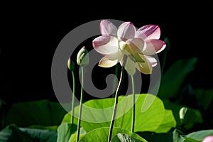 Beautiful water lily on a black and white background