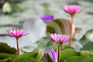 Beautiful water lily bloom in pond