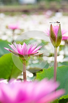 Beautiful water lily bloom in pond