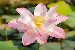 Beautiful water lily bloom in pond