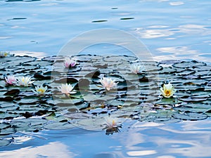 Beautiful water lily floating on Lake Bled in Slovenia flowered the month of August