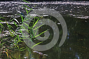 Beautiful water lily floating on the muddy water of the river and reeds on the shore are reflected in the water