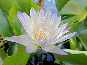 Beautiful water lily floral or waterlily petal