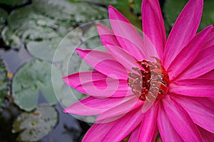 Beautiful water lily flower