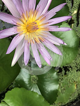 Beautiful water lily flower