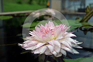 Beautiful water lily flower blooming, aquatic flowering plant