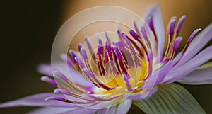 Beautiful Water lily flower close-up macro photograph. purple petals and yellow and dark violet pollen pattern in focus