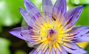 Beautiful water lily flower close-up macro shot, a busy bee collecting nectar in the morning. Dewdrops on the petals