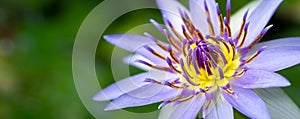 Beautiful Water lily flower close up wide macro photograph