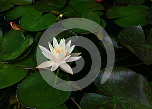 Beautiful water lily flower in the lake .Nymphaea reflection in