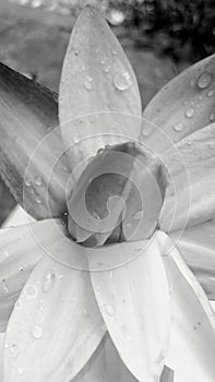 Beautiful water lily flower - macro photo, Black and white