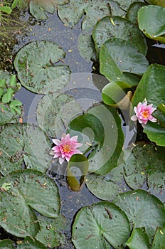 Beautiful water lily flowers and leaves in pond, above view