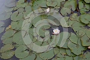 Beautiful water lily flowers and leaves in pond, above view