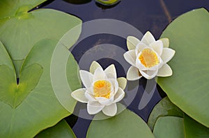 Beautiful water lily flowers and leaves in pond, above view