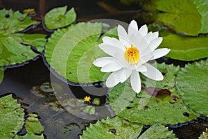 Beautiful Water lily