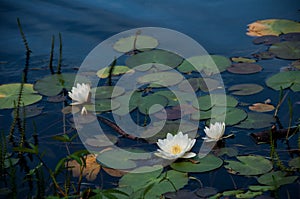 Beautiful water lily in lake