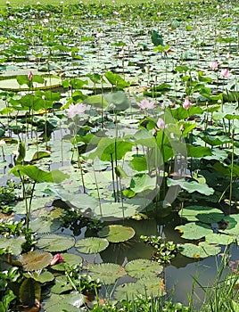 The Beautiful Water Lily (Lotus Flower)