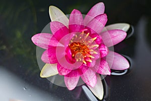 Beautiful water lily or lotus flower floating on a lake