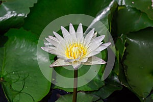 Beautiful water lily or lotus flower floating on a lake