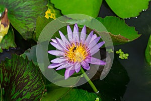 Beautiful water lily or lotus flower floating on a lake