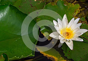 Beautiful water lily or lotus flower floating on a lake