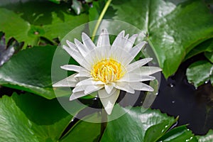 Beautiful water lily or lotus flower floating on a lake