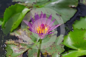 Beautiful water lily or lotus flower floating on a lake