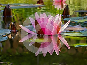 A beautiful water lily or lotus flower Marliacea Rosea with delicate petals is opened in a pond on a background of dark leaves.