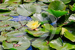 Beautiful water lily (Nymphaea) in lake